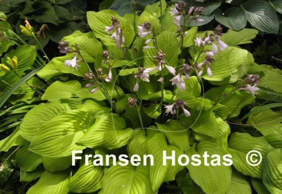 Hosta Alpine Aire